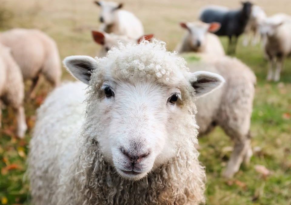 Sheep Solution : Les Bergères 2.0.